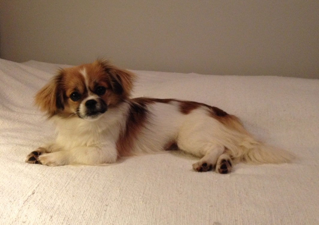 Precious, the co-host puppy, resting on a bed